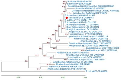 Bacillus subtilis ER-08, a multifunctional plant growth-promoting rhizobacterium, promotes the growth of fenugreek (Trigonella foenum-graecum L.) plants under salt and drought stress